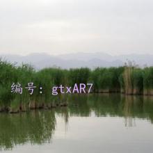 ʵ