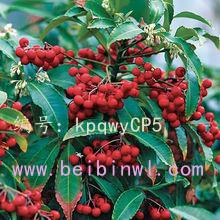 չ滮