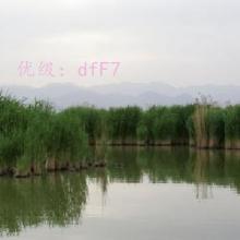 ת